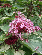 Clerodendrum