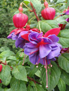 Giltia-Althea