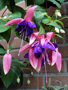 Taffeta-Bow