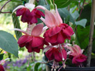 Amazing Marjolein