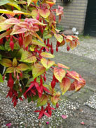 Autumnale
