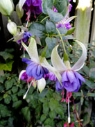 Blauer Engel