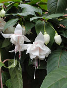Bloemen Jetje