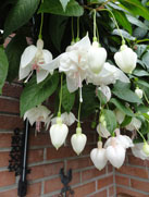 Bloemen Jetje