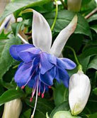 Blue Angel