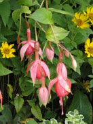 Cannenburg Floriant