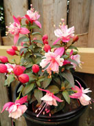 Diva Double White Blush