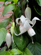 Estrellas