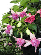 Eurofuchsia 2007 - Denmark