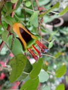 F. procumbens