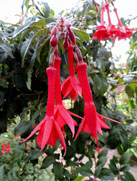 Mantilla